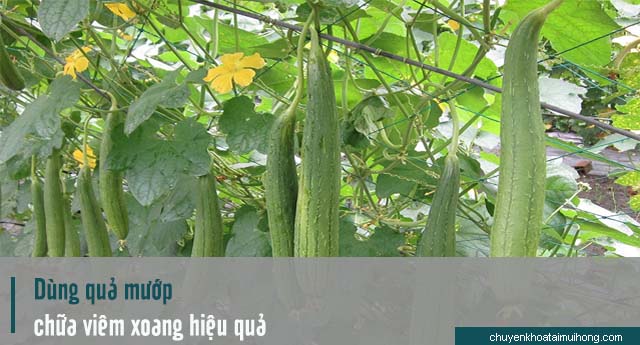 chữa trị viêm xoang bằng quả mướp