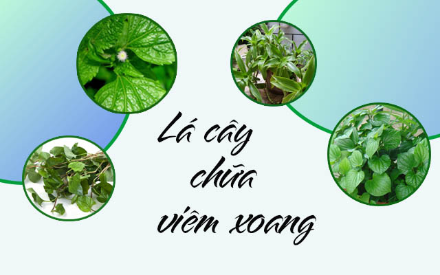 lá cây chữa viêm xoang