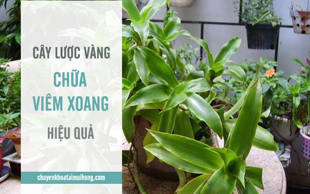 cây lược vàng chữa viêm xoang