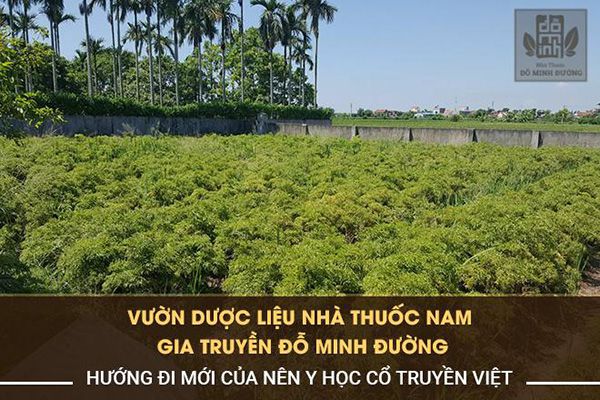 Nhà thuốc Đỗ Minh Đường phát triển vườn dược liệu sạch để cung cấp thảo dược bào chế thuốc Nhà thuốc Đỗ Minh Đường phát triển vườn dược liệu sạch để cung cấp thảo dược bào chế thuốc