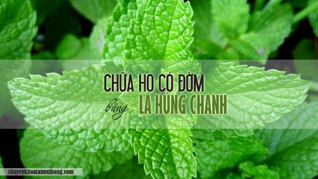 Chữa ho có đờm bằng lá húng chanh