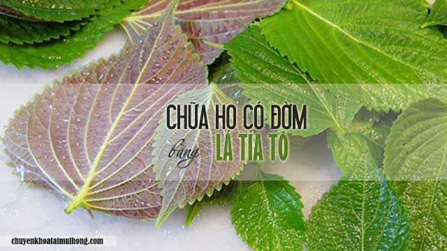 Chữa ho có đờm bằng lá tía tô