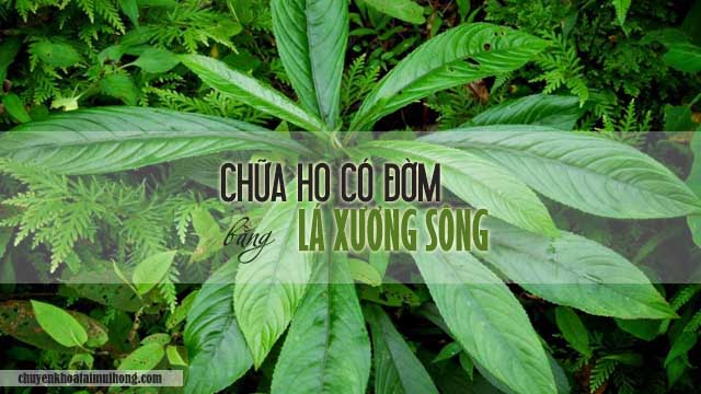 Chữa ho có đờm bằng lá xương sông