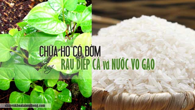 Chữa ho có đờm bằng rau diếp cá và nước vo gạo