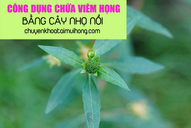 Công dụng chữa bệnh của cây nhọ nồi