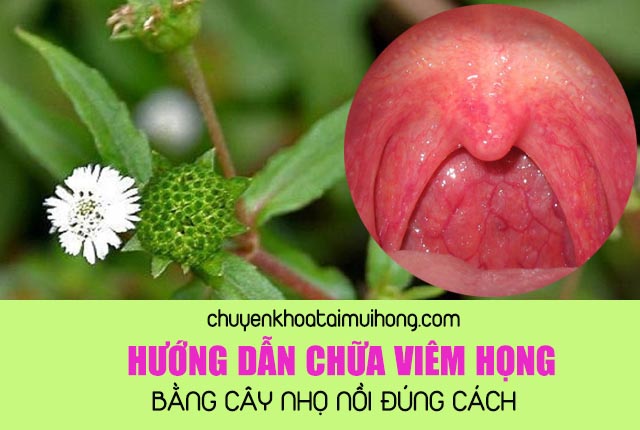 Hướng dẫn cách dùng cây nhọ nồi chữa bệnh viêm họng