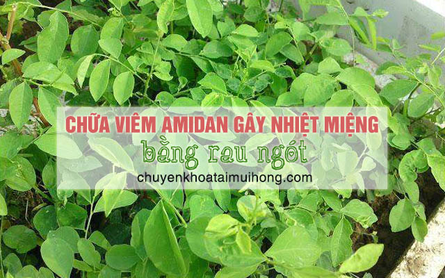  Sử dụng rau ngót chữa bệnh viêm amidan gây nhiệt miệng