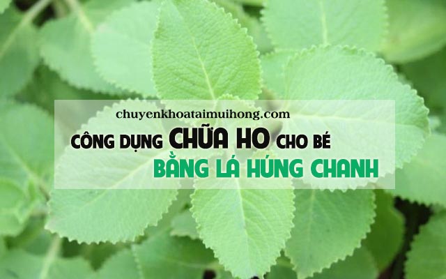 Công dung chữa ho cho bé bằng lá húng chanh