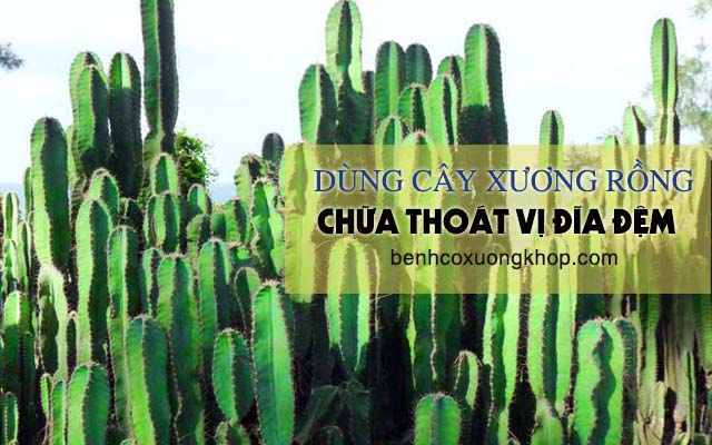 Dùng xương rồng điều trị thoát vị đĩa đệm