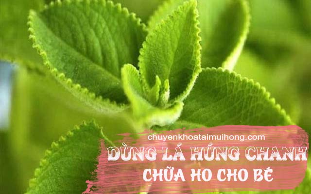 Húng chanh chữa ho cho bé