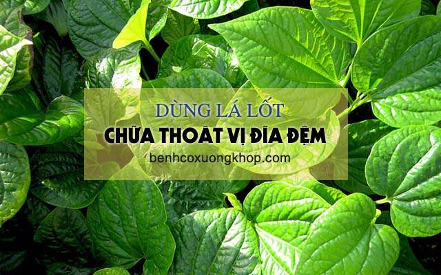 Dùng lá lốt điều trị thoát vị đĩa đệm