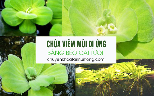 Sử dụng bèo cái tươi trị viêm mũi dị ứng