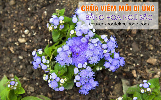 Dùng hoa ngũ sắc chữa bệnh viêm mũi dị ứng