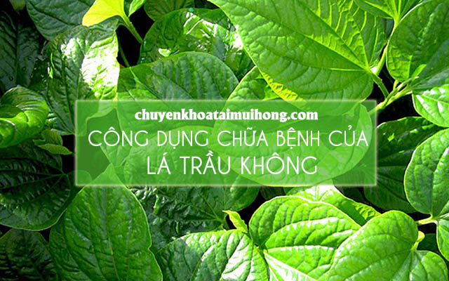 Công dụng chữa bệnh của lá trầu không