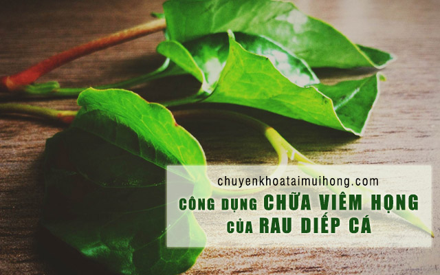 Công dụng chữa bệnh viêm họng của rau diếp cá