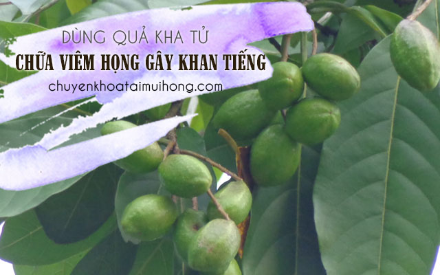 Dùng quả kha tử trị khan tiếng, khô cổ do viêm họng