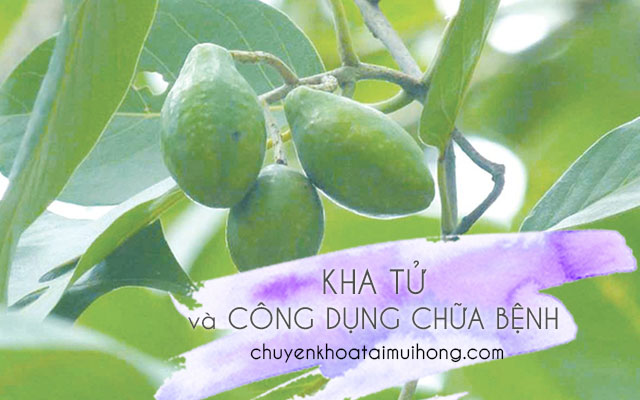 Đôi nét về kha tử và công dụng chữa bệnh viêm họng