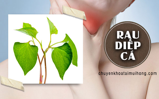 Cách chữa viêm họng bằng rau diếp cá 