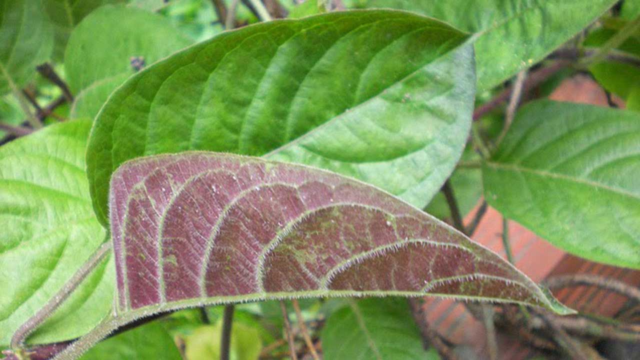dùng lá mơ chữa viêm họng