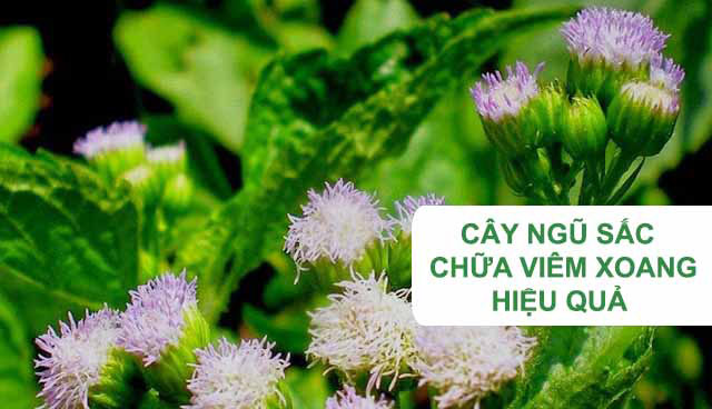 Mẹo dân gian chỉ giúp đẩy lùi triệu chứng và không có tác dụng chữa khỏi bệnh Mẹo dân gian chỉ giúp đẩy lùi triệu chứng và không có tác dụng chữa khỏi bệnh