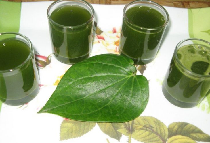 Chữa viêm phế quản bằng lá trầu không an toàn, lành tính Chữa viêm phế quản bằng lá trầu không an toàn, lành tính