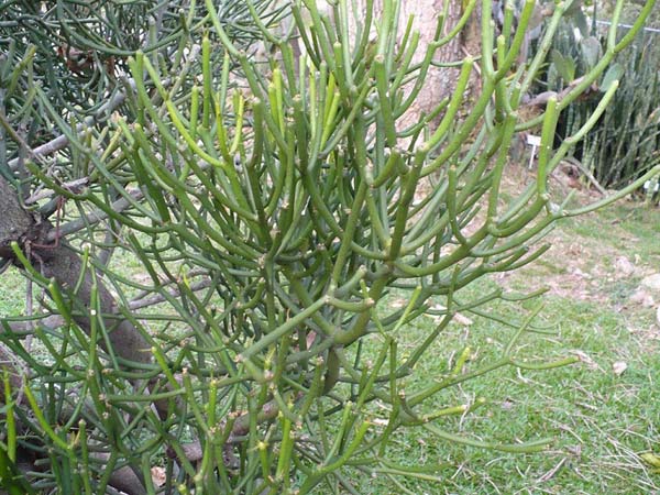 Thực chất cây giao có thể chữa khỏi bệnh viêm xoang như lời đồn không? Thực chất cây giao có thể chữa khỏi bệnh viêm xoang như lời đồn không?