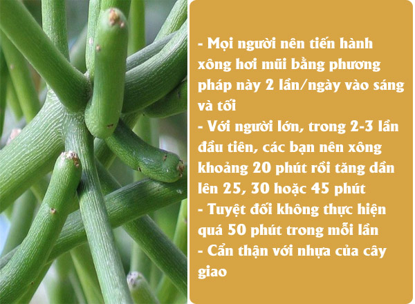 Một số lưu ý của lương y Tuấn khi mọi người dùng cây giao chữa viêm xoang