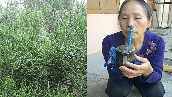 Cách chữa viêm xoang bằng cây giao được nhiều người áp dụng Cách chữa viêm xoang bằng cây giao được nhiều người áp dụng