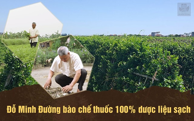 VTV2 đánh giá cao bài thuốc chữa viêm xoang Đỗ Minh Đường về dược liệu