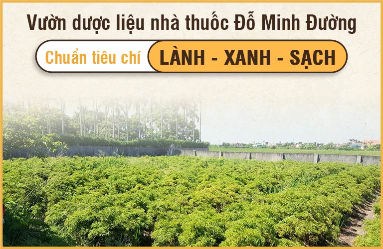 Vườn dược liệu nhà thuốc Đỗ Minh Đường