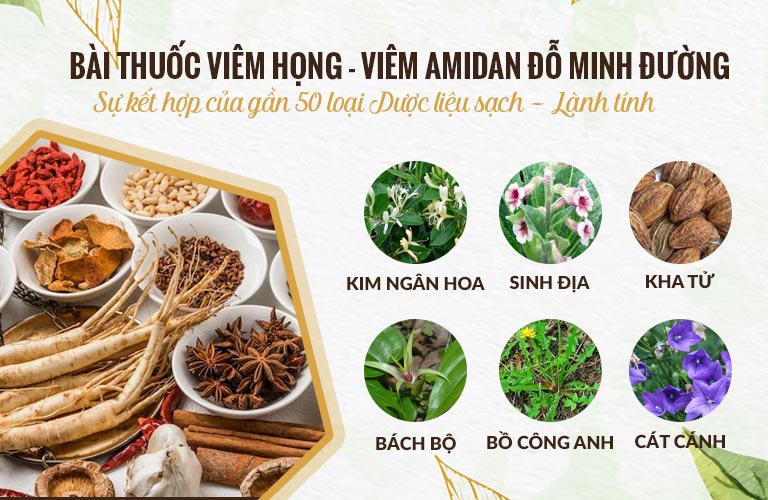 Thành phần bài thuốc viêm họng, viêm amidan Đỗ Minh Đường