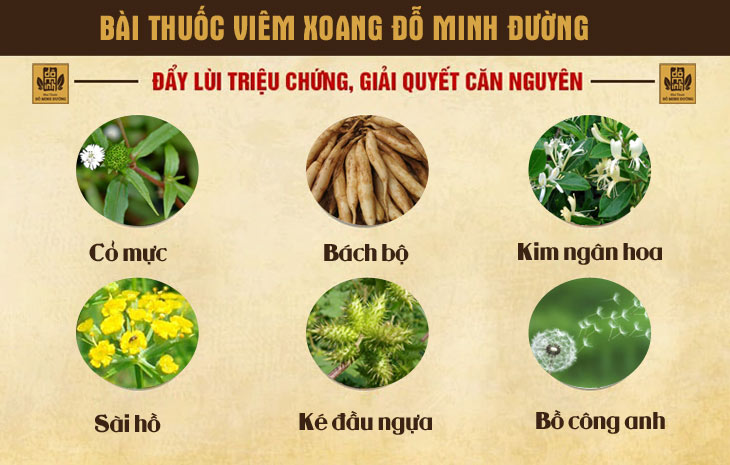 Một số thành phần tiêu biểu trong bài thuốc viêm xoang Đỗ Minh Đường