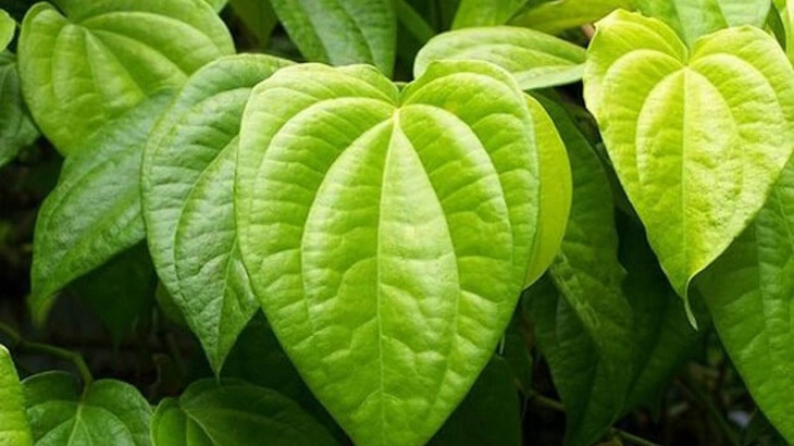 Chữa viêm họng bằng lá trầu không được nhiều người áp dụng Chữa viêm họng bằng lá trầu không được nhiều người áp dụng