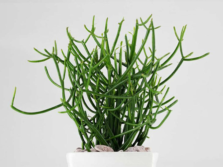 Chữa viêm xoang tại nhà bằng cách xông hơi nước đun cây giao Chữa viêm xoang tại nhà bằng cách xông hơi nước đun cây giao
