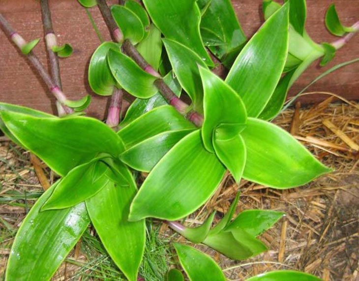 Chữa viêm xoang bằng cây lược vàng có độ an toàn cao và ít tác dụng phụ Chữa viêm xoang bằng cây lược vàng có độ an toàn cao và ít tác dụng phụ