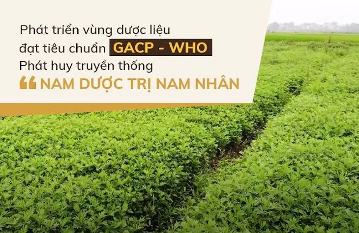 Vườn thảo dược sạch cung cấp dược liệu sạch cho bài thuốc