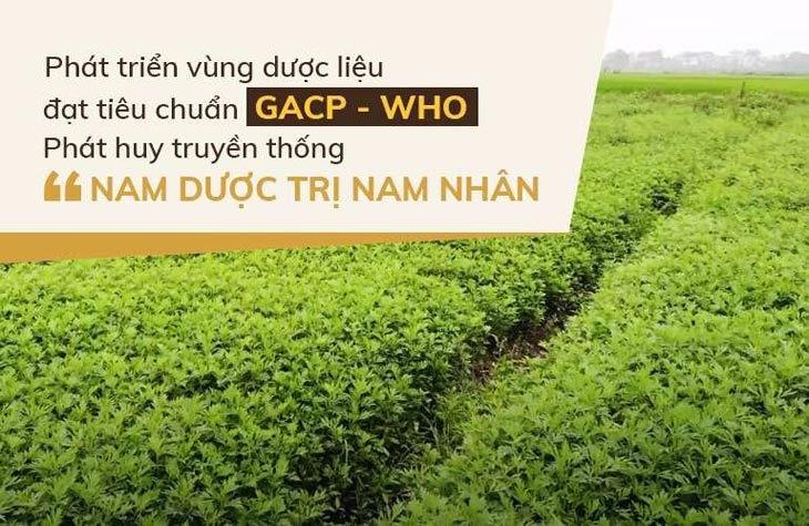 Vườn dược liệu sạch Đỗ Minh Đường được chăm sóc cẩn thận